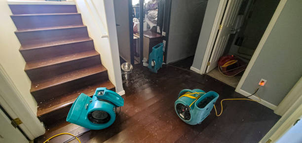 Best Mold removal after water damage  in Justice, OK