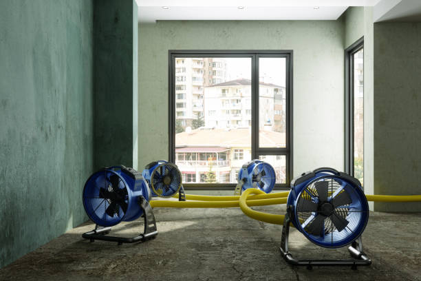 Best Professional water damage repair  in Justice, OK